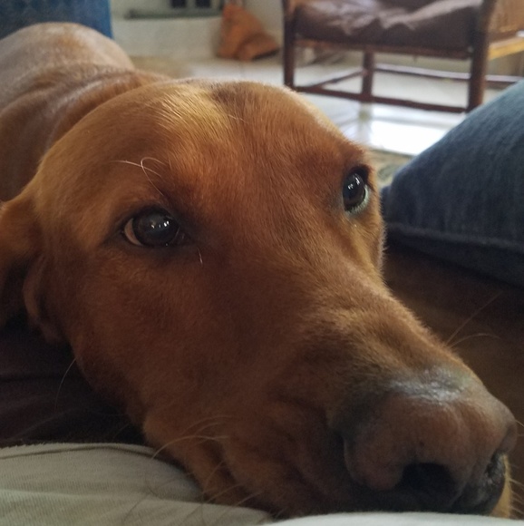 Meet your Posher, Anne - Picture 1 of 1